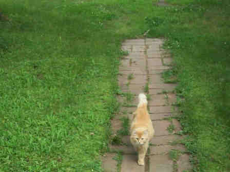Cat on walk